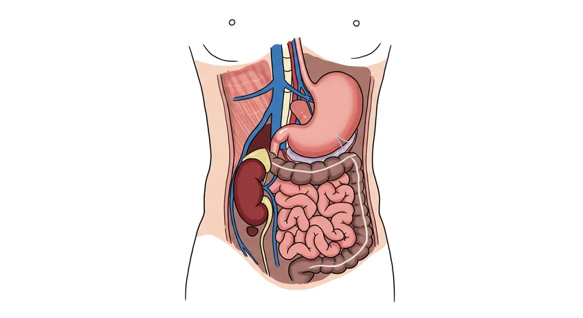 왼쪽 옆구리 통증과 관련된 주요 장기 및 구조물 해부학 일러스트 – 신장, 췌장, 비장, 대장, 위, 폐, 갈비뼈와 주변 근육 포함