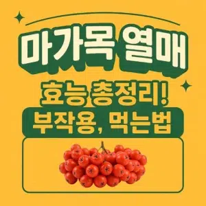 마가목 열매 효능과 부작용, 먹는 법을 요약한 블로그 썸네일 이미지