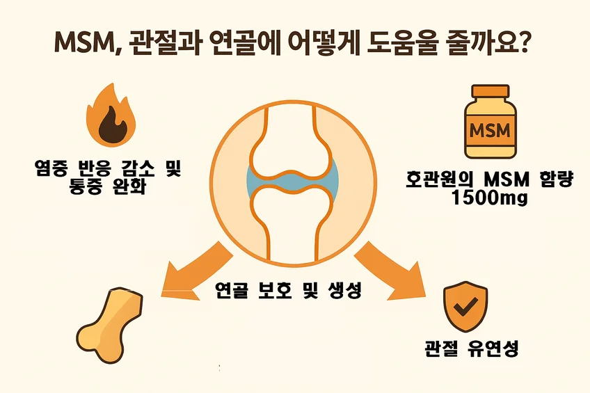 MSM의 관절 통증 완화, 연골 보호 및 호관원 MSM 함량을 설명하는 작용 기전 인포그래픽