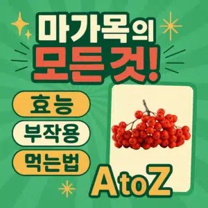 마가목의 효능, 부작용, 먹는법 A to Z를 요약한 정보 썸네일 이미지