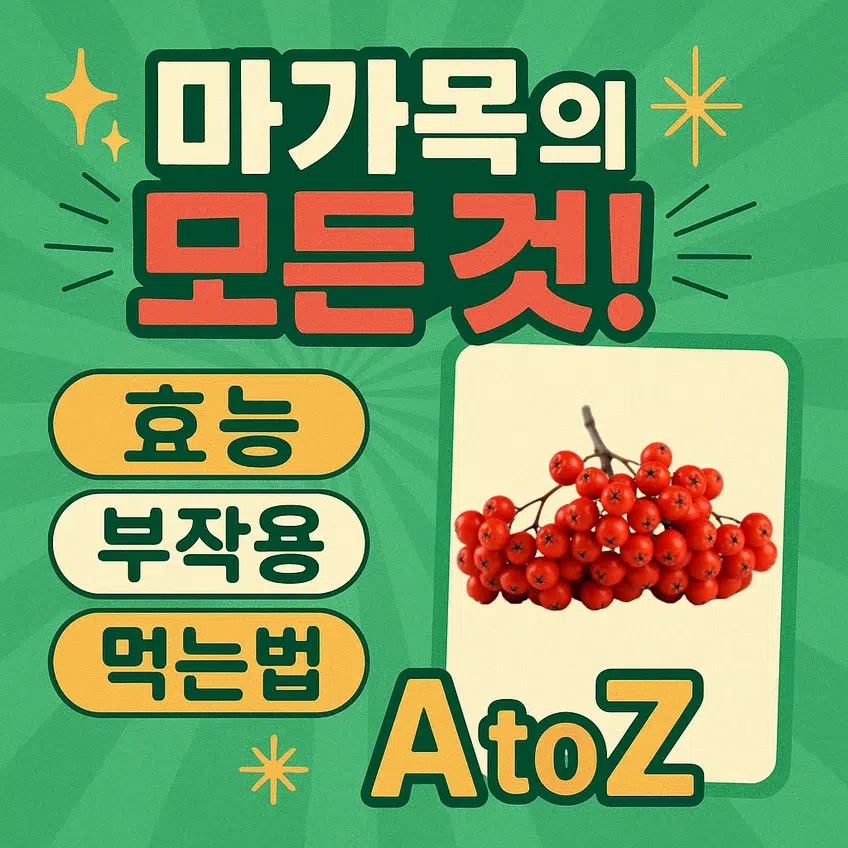 마가목의 효능, 부작용, 먹는법 A to Z를 요약한 정보 썸네일 이미지
