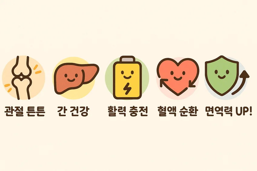 마가보감 프리미엄의 5가지 주요 건강 효능을 나타내는 아이콘 이미지 – 관절 건강, 간 기능 보호, 활력 증진, 혈액 순환 개선, 면역력 강화