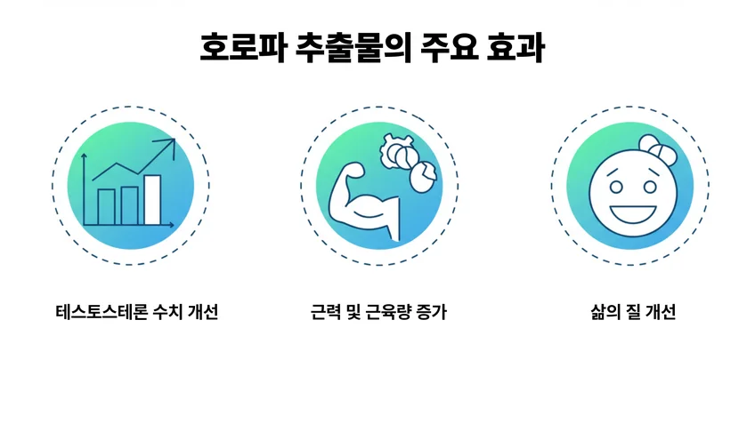 호로파 추출물의 주요 효과 인포그래픽 – 테스토스테론 수치 개선, 근력 및 근육량 증가, 삶의 질 향상