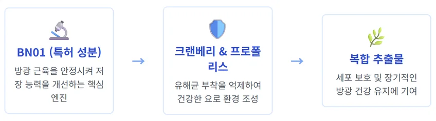 요습관의 3단계 입체적 케어 시스템을 설명하는 이미지. BN01 특허 성분, 크랜베리 및 프로폴리스, 복합 추출물이 순서대로 방광 건강에 기여하는 과정을 보여줍니다.
