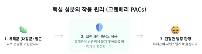 요습관의 핵심 성분인 크랜베리 PACs의 작용 원리를 설명하는 3단계 인포그래픽. 유해균 접근, 크랜베리 PACs의 방어막 형성, 건강한 방광 환경 유지 과정을 보여줌.